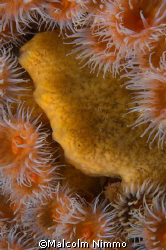 A bunch of sargatia anenomes surrounding a nice sponge - ... by Malcolm Nimmo 